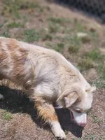 Kahili, a female Australian Shepherd for sale in Eggleston, VA – 5 of 5