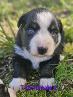Bella, a female Australian Shepherd for sale in Eggleston, VA – 3 of 3