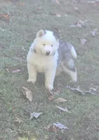 Aspen, a male Siberian Husky for sale in Eggleston, VA – 4 of 5