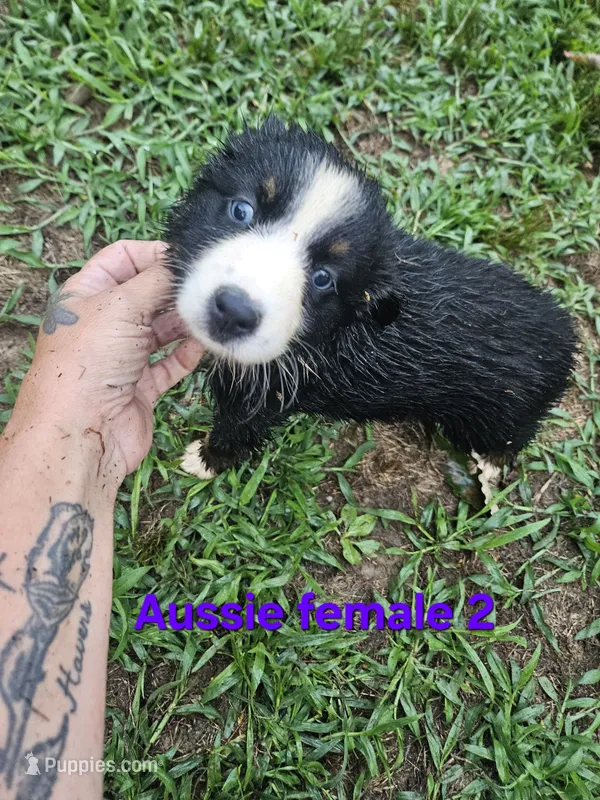Bella – Australian Shepherd puppy for sale in Eggleston, VA