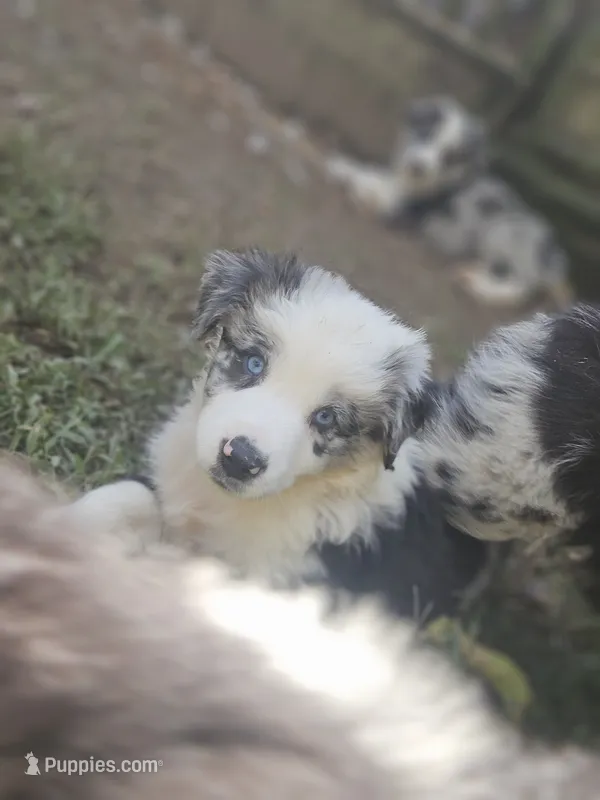 Junior – Miniature Australian Shepherd puppy for sale in Eggleston, VA