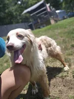 Kahili, a female Australian Shepherd for sale in Eggleston, VA – 3 of 5