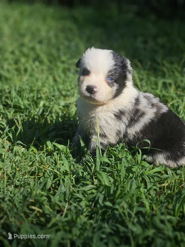 May – Australian Shepherd puppy for sale in Eggleston, VA