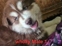 Sky, a male Siberian Husky for sale in Eggleston, VA – 3 of 3