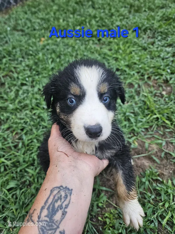 Cookie – Australian Shepherd puppy for sale in Eggleston, VA