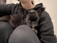 Oreo, a female French Bulldog for sale in Woodbridge, VA – Photo 2 of 2