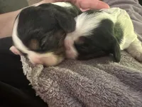 Zues, a male Cavalier King Charles Spaniel for sale in Shelton, WA – 4 of 5