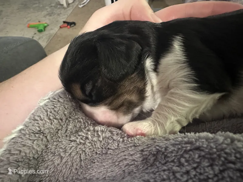 Zues – Cavalier King Charles Spaniel puppy for sale in Shelton, WA