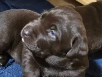 Rudy, a male Labrador Retriever for sale in Shelton, WA – 2 of 2