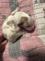 Zues, a male Cavalier King Charles Spaniel for sale in Shelton, WA – 5 of 5