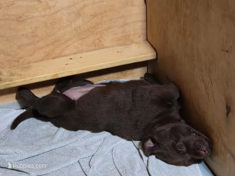 Rudy – Labrador Retriever puppy for sale in Shelton, WA