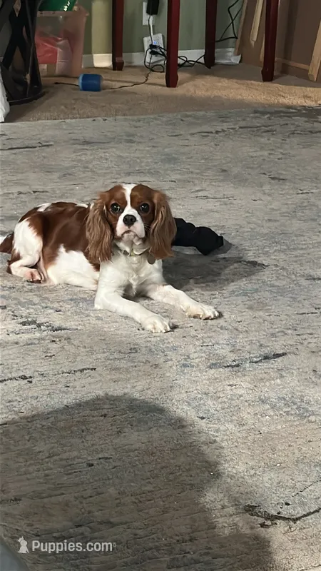 Sugar – Cavalier King Charles Spaniel puppy for sale in Shelton, WA