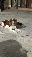 Sugar, a  Cavalier King Charles Spaniel for sale in Shelton, WA – 1 of 1