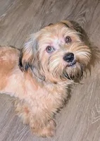 Shorkie boy Tank , a male Yorkshire Terrier and Shorkie for sale in Clermont, FL – 3 of 7