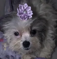 Little Lavender, a female Mal Shi for sale in Clermont, FL – Photo 3 of 4