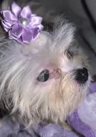Little Lavender, a female Mal Shi for sale in Clermont, FL – Photo 4 of 4