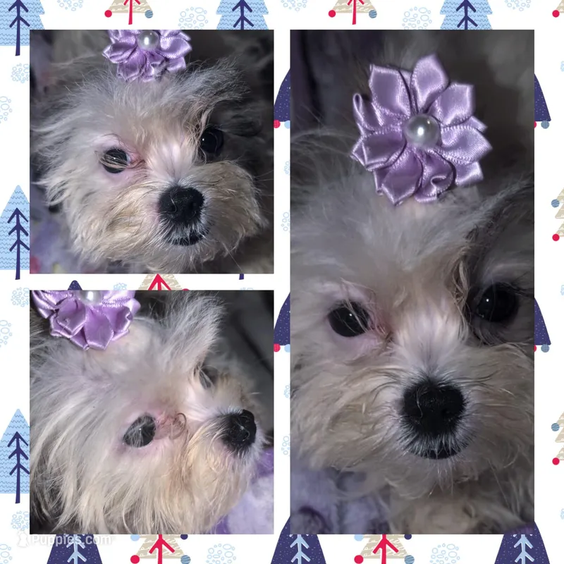 Little Lavender, a female Mal Shi for sale in Clermont, FL – Photo 1 of 4