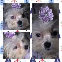 Little Lavender, a female Mal Shi for sale in Clermont, FL – Photo 1 of 4