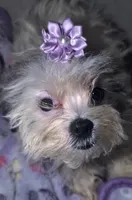 Little Lavender, a female Mal Shi for sale in Clermont, FL – Photo 2 of 4