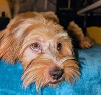 Shorkie boy Tank , a male Yorkshire Terrier and Shorkie for sale in Clermont, FL – 4 of 7