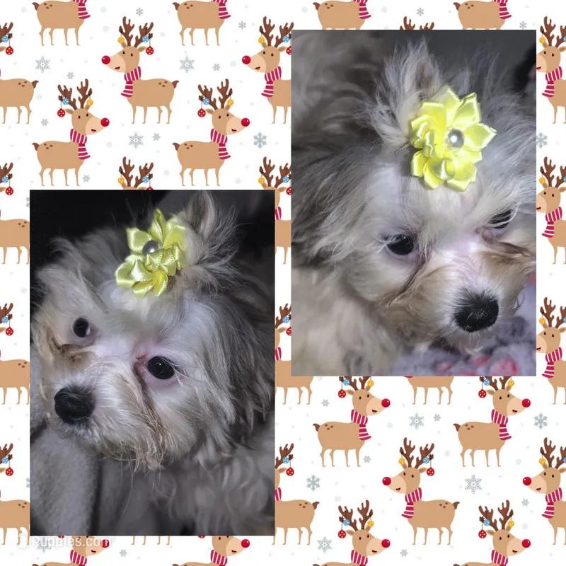 Little Yellow, a female Mal Shi for sale in Clermont, FL – Photo 1 of 3