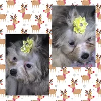 Little Yellow, a female Mal Shi for sale in Clermont, FL – Photo 1 of 3