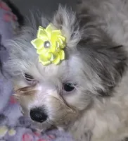 Little Yellow, a female Mal Shi for sale in Clermont, FL – Photo 2 of 3