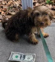 Little boy Orange, a male Yorkshire Terrier and Poodle - Toy  for sale in Clermont, FL – Photo 3 of 3