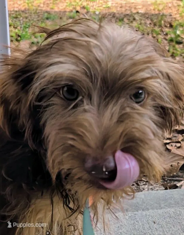 Little boy Orange, a male Yorkshire Terrier and Poodle - Toy  for sale in Clermont, FL – Photo 1 of 3