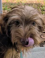Little boy Orange, a male Yorkshire Terrier and Poodle - Toy  for sale in Clermont, FL – Photo 1 of 3