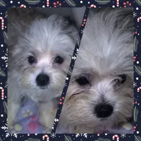 Little boy Blue, a male Mal Shi for sale in Clermont, FL – Photo 1 of 4