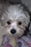 Little boy Blue, a male Mal Shi for sale in Clermont, FL – Photo 2 of 4