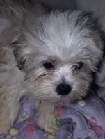 Little boy Blue, a male Mal Shi for sale in Clermont, FL – Photo 4 of 4