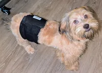 Shorkie boy Tank , a male Yorkshire Terrier and Shorkie for sale in Clermont, FL – 2 of 7