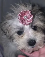 Little Rose, a female Mal Shi for sale in Clermont, FL – Photo 4 of 5