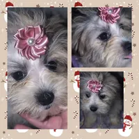 Little Rose, a female Mal Shi for sale in Clermont, FL – Photo 1 of 5