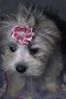 Little Rose, a female Mal Shi for sale in Clermont, FL – Photo 2 of 5