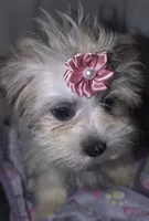 Little Rose, a female Mal Shi for sale in Clermont, FL – Photo 5 of 5