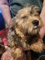 Shorkie boy Tank , a male Yorkshire Terrier and Shorkie for sale in Clermont, FL – 3 of 3