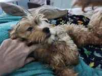 Shorkie boy Tank , a male Yorkshire Terrier and Shorkie for sale in Clermont, FL – 2 of 3