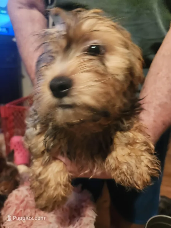 Shorkie boy Tank  – Yorkshire Terrier, Shorkie puppy for sale in Clermont, FL