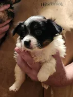 Shorkie boy Patches , a male Yorkshire Terrier and Shorkie for sale in Clermont, FL – 2 of 4