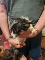 Shorkie boy Patches , a male Yorkshire Terrier and Shorkie for sale in Clermont, FL – 4 of 4