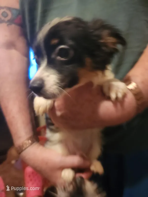 Shorkie boy Patches  – Yorkshire Terrier, Shorkie puppy for sale in Clermont, FL