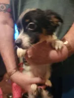 Shorkie boy Patches , a male Yorkshire Terrier and Shorkie for sale in Clermont, FL – 1 of 4