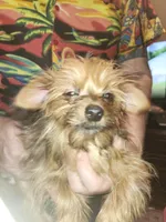 Shorkie boy Putt Putt , a male Shih Tzu and Yorkshire Terrier for sale in Clermont, FL – Photo 2 of 4