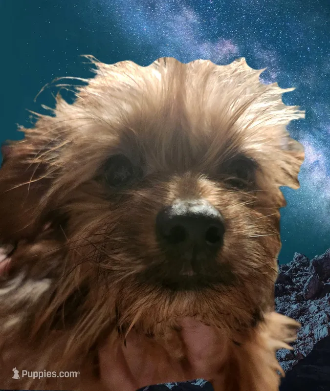 Shorkie boy Putt Putt  – Shih Tzu, Yorkshire Terrier puppy for sale in Clermont, FL