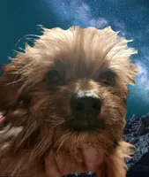 Shorkie boy Putt Putt , a male Shih Tzu and Yorkshire Terrier for sale in Clermont, FL – Photo 1 of 4