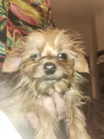 Shorkie boy Putt Putt , a male Shih Tzu and Yorkshire Terrier for sale in Clermont, FL – Photo 3 of 4