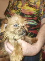 Shorkie boy Putt Putt , a male Shih Tzu and Yorkshire Terrier for sale in Clermont, FL – Photo 4 of 4